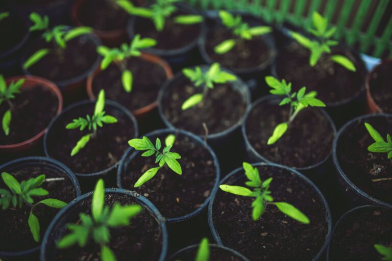 Grassroots Advocacy 101: A Complete Guide For The Activist