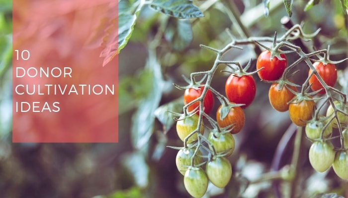 donor cultivation idea